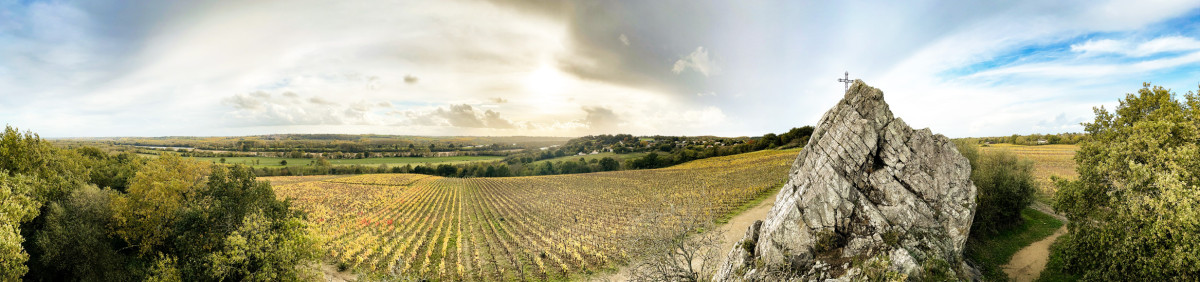 Vin sans sulfites muscadet